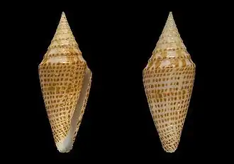Description de l'image Conus aequiquadratus 001.jpg.