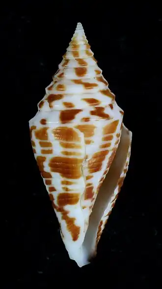 Description de l'image Conus andremenezi.JPG.