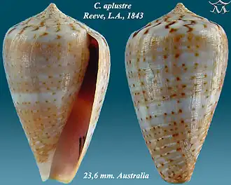 Description de l'image Conus aplustre 1.jpg.
