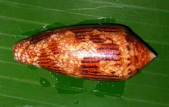 Conus aureus