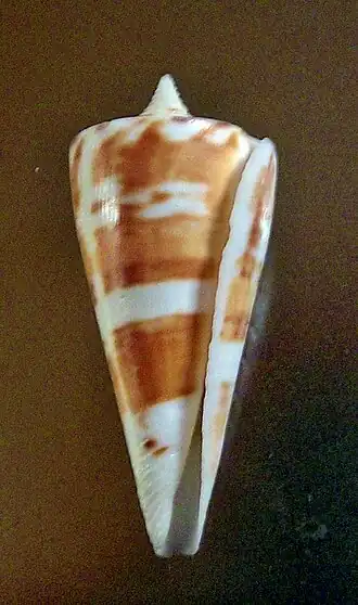 Description de l'image Conus bayani 001.jpg.
