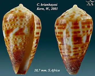 Description de l'image Conus brianhayesi 1.jpg.