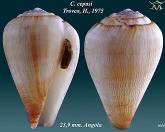 Description de l'image Conus cepasi 1.jpg.