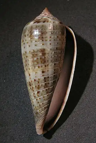 Description de l'image Conus cinereus 001.jpg.