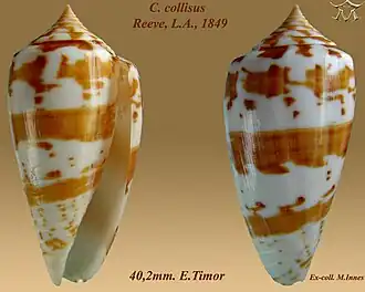 Description de l'image Conus collisus 1.jpg.