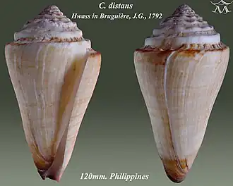 Description de l'image Conus distans 1.jpg.