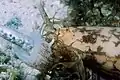 Conus striatus se nourrissant d'un petit poisson.