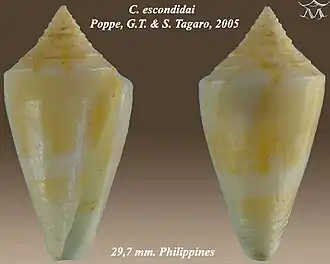 Description de l'image Conus escondidai 1.jpg.