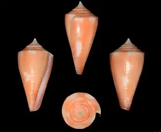 Description de l'image Conus flamingo 001.jpg.