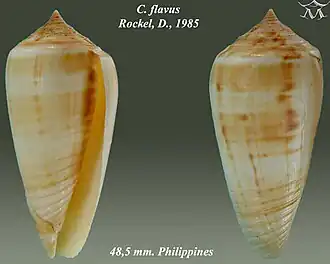 Description de l'image Conus flavus 1.jpg.