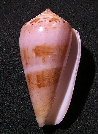 Description de l'image Conus fulmen 001.jpg.