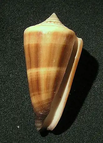 Description de l'image Conus furvus 001.jpg.