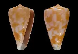 Description de l'image Conus galeyi 001.jpg.