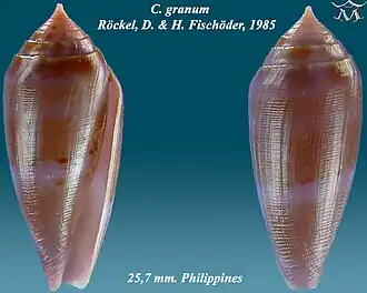 Description de l'image Conus granum 1.jpg.