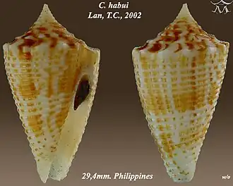 Description de l'image Conus habui.jpg.