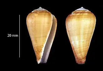 Description de l'image Conus inesae 001.jpg.