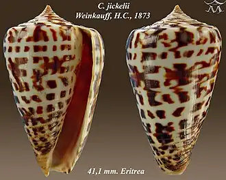 Description de l'image Conus jickelii 1.jpg.