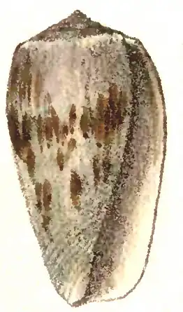 Description de l'image Conus julii 001.jpg.