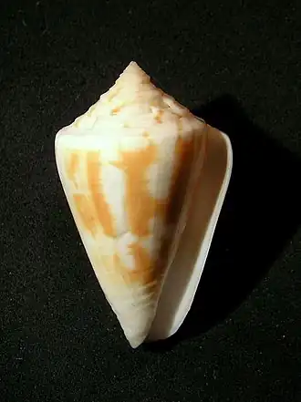 Description de l'image Conus kermadecensis 001.jpg.