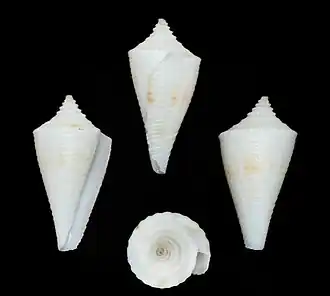 Description de l'image Conus kevani 001.jpg.