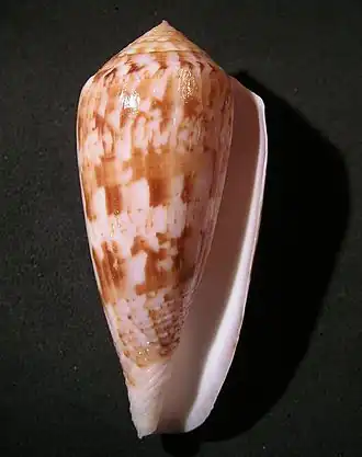 Description de l'image Conus kinoshitai 001.jpg.