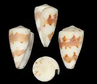 Description de l'image Conus kirkandersi 001.jpg.