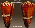 Conus litoglyphus Hwass in Bruguière, JG, 1792