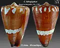 Conus litoglyphus Hwass in Bruguière, JG, 1792