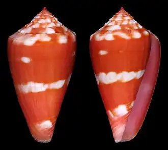 Description de l'image Conus lucaya.jpg.