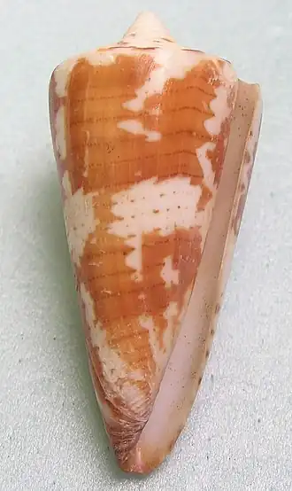 Description de l'image Conus maldivus 001.jpg.
