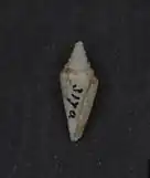 Description de l'image Conus milesi 001.jpg.