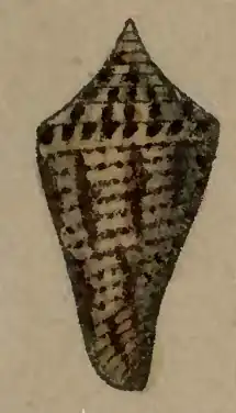 Description de l'image Conus monilifer 001.jpg.
