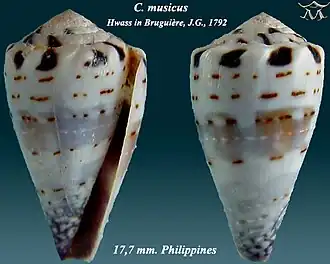 Description de l'image Conus musicus 1.jpg.