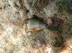 Un cône nain (Conus nanus)