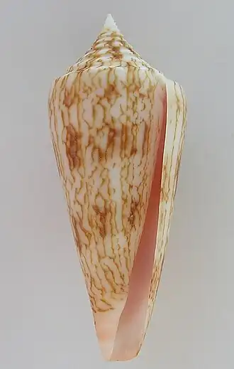 Description de l'image Conus neptunus 002.jpg.