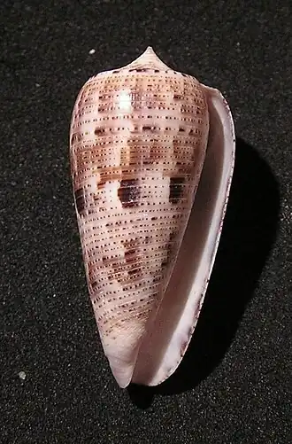 Description de l'image Conus nimbosus 001.jpg.