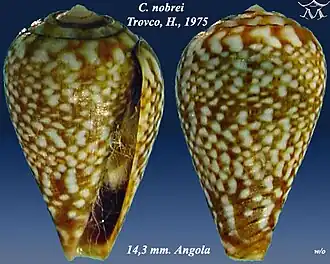 Description de l'image Conus_nobrei_1.jpg.