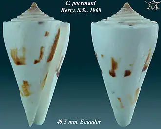Description de l'image Conus poormani 1.jpg.