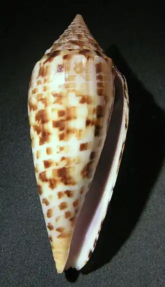 Description de l'image Conus pretiosus 001.jpg.