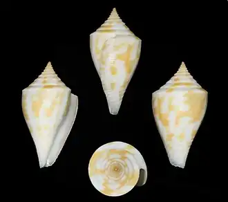 Description de l'image Conus rosemaryae 001.jpg.