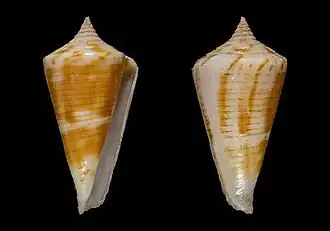 Description de l'image Conus sakalava 001.jpg.