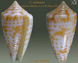 Description de l'image Conus salzmanni 1.jpg.