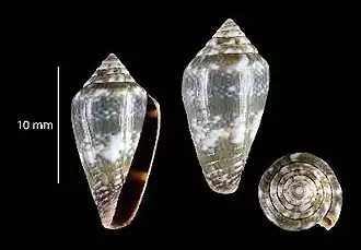 Description de l'image Conus santanaensis 001.jpg.