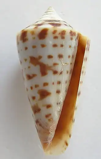 Description de l'image Conus scalarissimus 002.jpg.