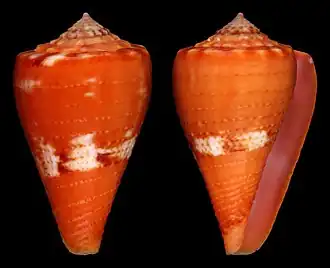 Description de l'image Conus stanfieldi.jpg.