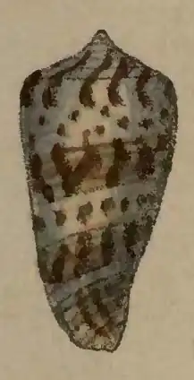 Description de l'image Conus straturatus 001.jpg.