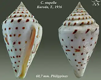 Description de l'image Conus stupa 1.jpg.