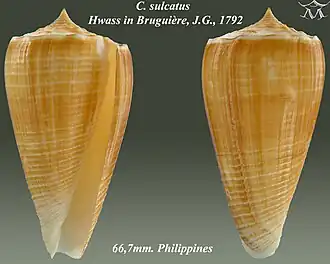 Description de l'image Conus sulcatus 1.jpg.