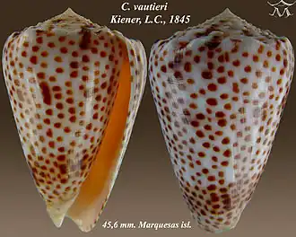 Description de l'image Conus vautieri.jpg.