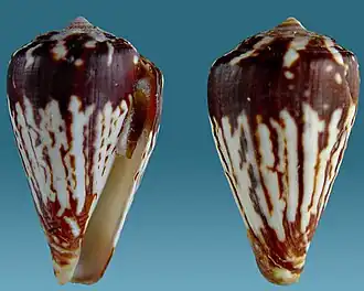 Description de l'image Conus verdensis 1.jpg.